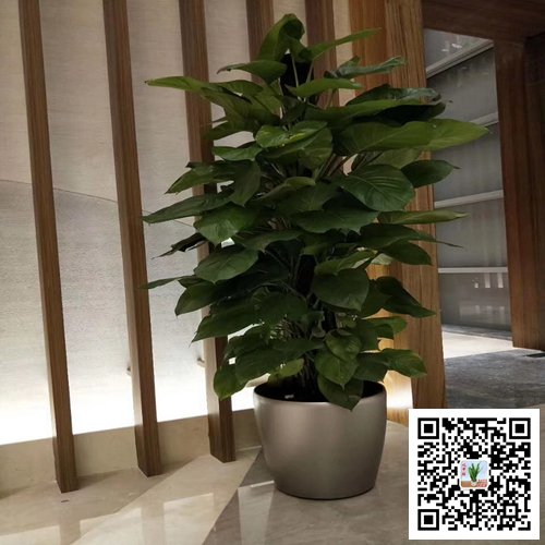 南京江寧區(qū)案例