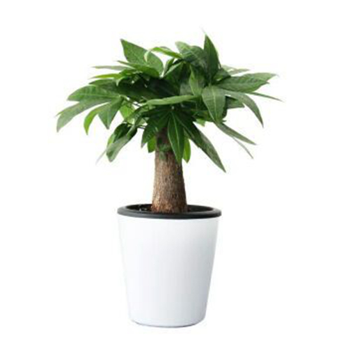 小發(fā)財(cái)樹(shù)