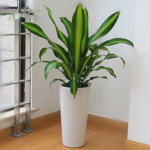 金心也門(mén)鐵