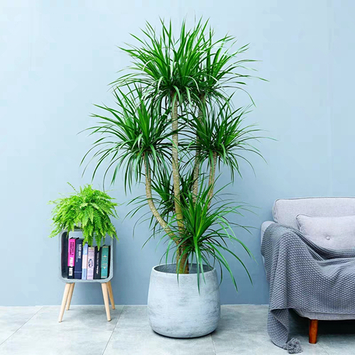 多枝龍須樹(shù)