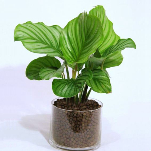 水培青蘋(píng)果